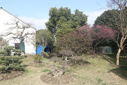 草坪草坪