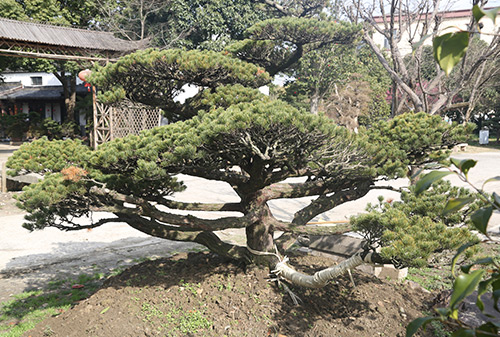草坪