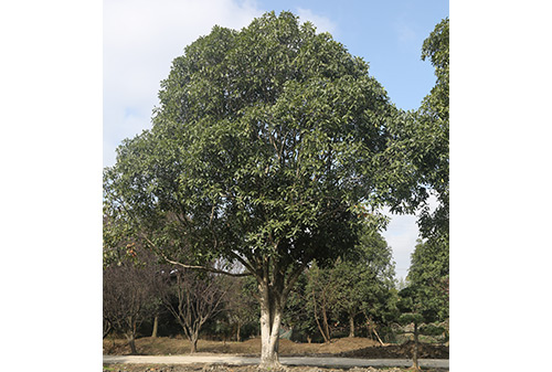 DSCF3215