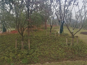 重慶雙溪生態(tài)公園